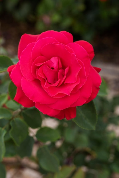 Beautiful red rose in a garden