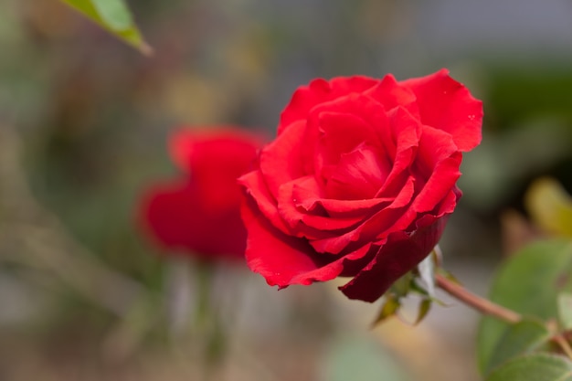 Bella rosa rossa in un giardino