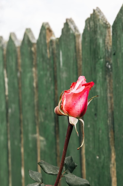 緑の背景に美しい赤いバラ