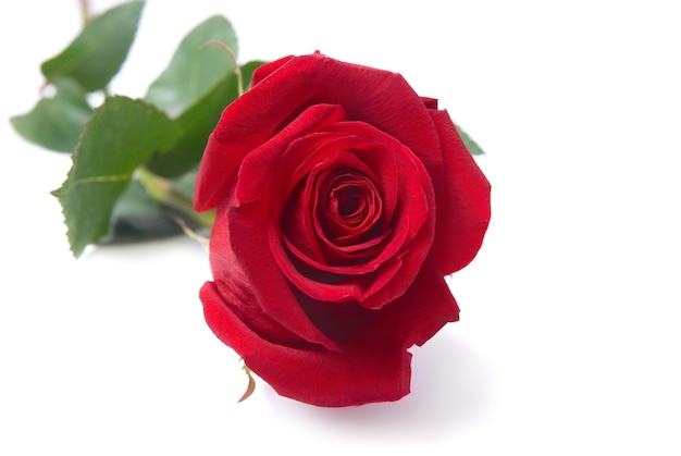 Beautiful red rose isolated on white background