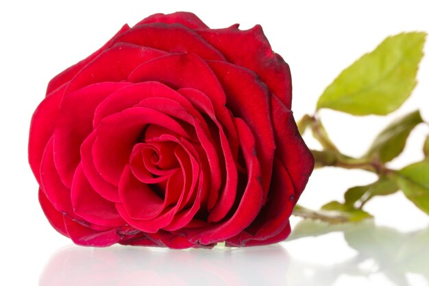 Красивая красная роза, изолированные на белом фоне