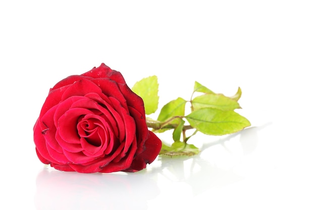 Beautiful red rose isolated on white