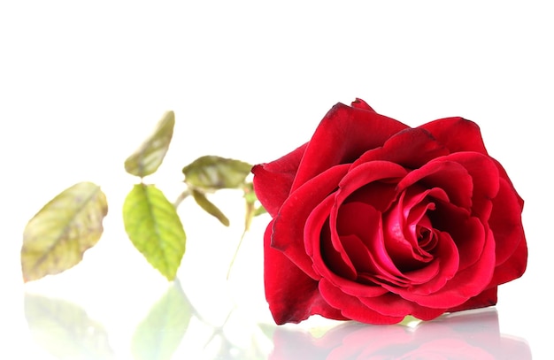 Beautiful red rose isolated on white