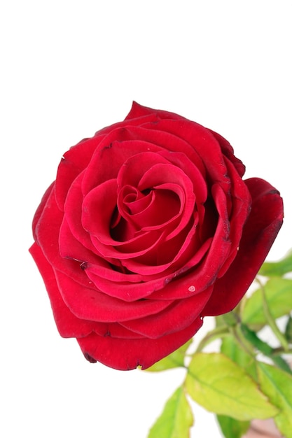 Beautiful red rose isolated on white