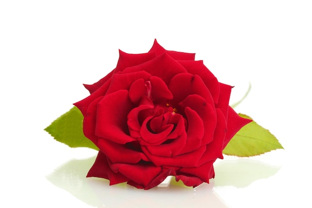 Beautiful red rose isolated on white