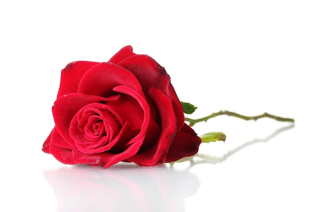 Beautiful red rose isolated on white