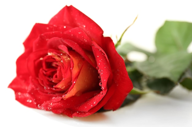 Beautiful red rose isolated on white