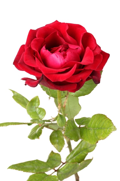 Beautiful red rose isolated on white