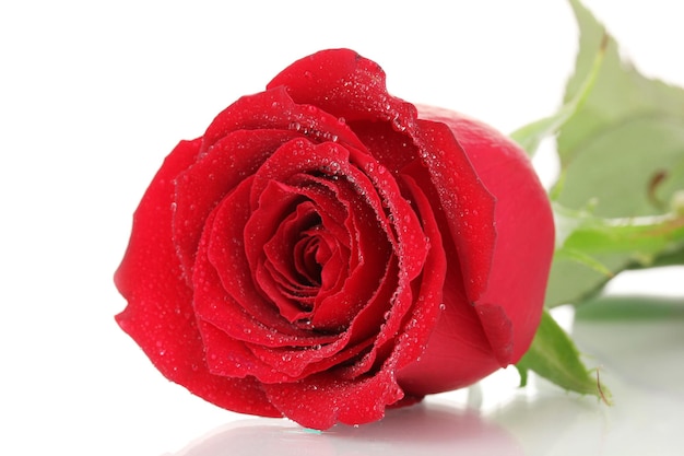 Beautiful red rose isolated on white