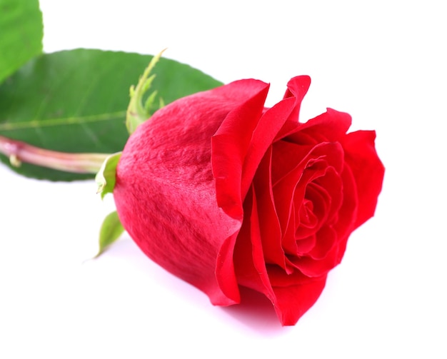 白で隔離の美しい赤いバラ