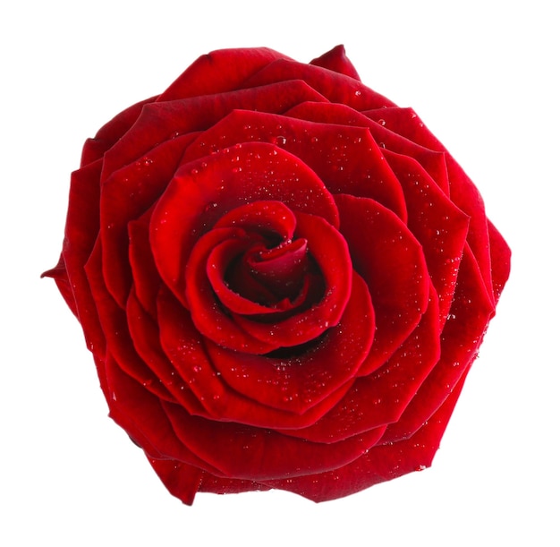 Beautiful red rose isolated on white