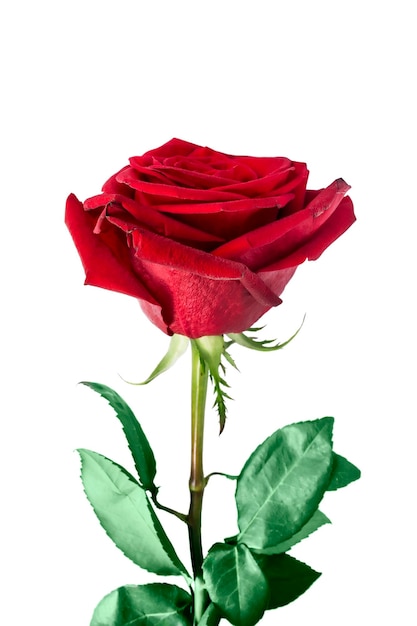 白の上に分離された美しい赤いバラ
