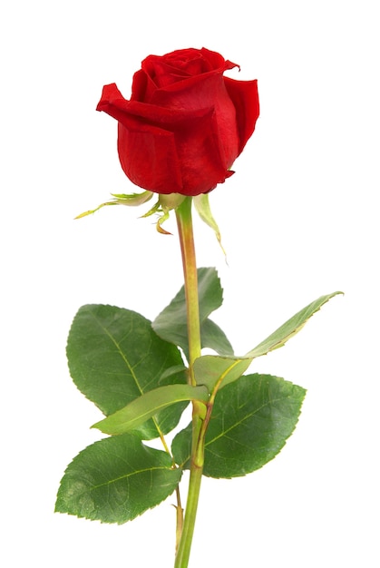 beautiful red rose isolated