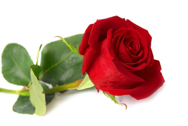 孤立した美しい赤いバラ