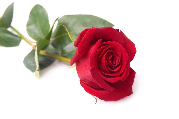 Beautiful red rose isolated