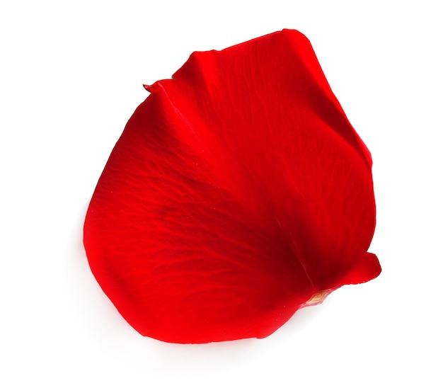 Beautiful red rose petal, isolated on white