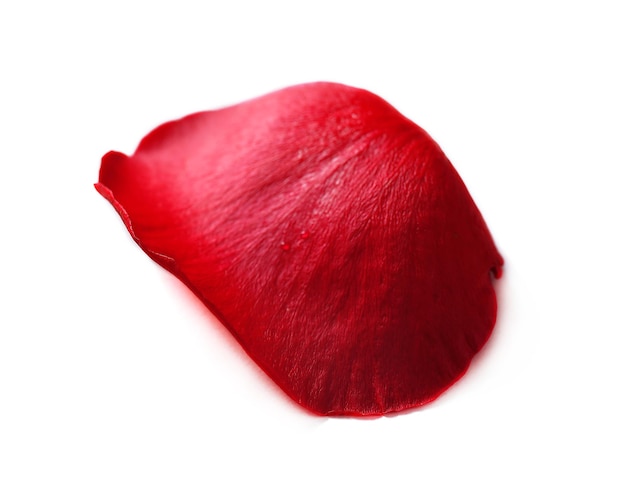 Beautiful red rose petal, isolated on white