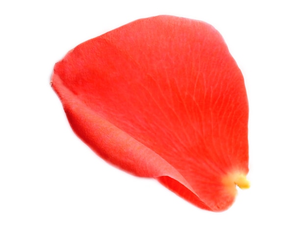 beautiful red rose petal, isolated on white