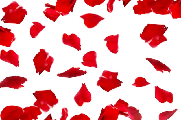 Photo beautiful red rose petals isolated on white