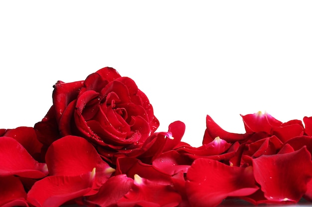 Beautiful red rose and petals isolated on white