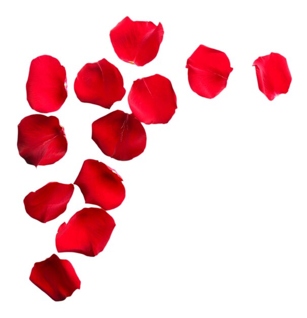 Photo beautiful red rose petals, isolated on white