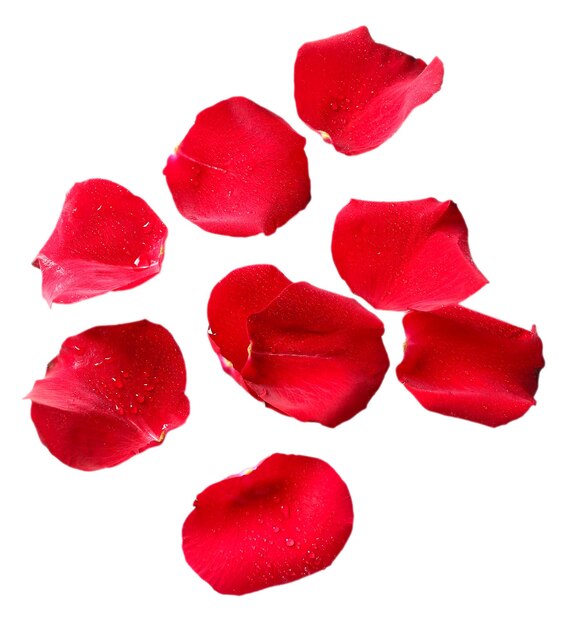 Photo beautiful red rose petals, isolated on white