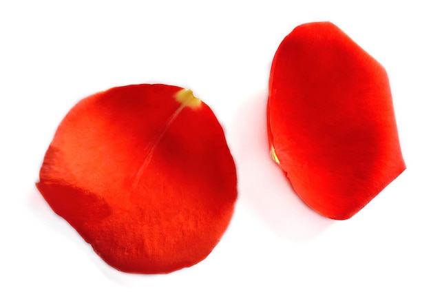 Photo beautiful red rose petals, isolated on white