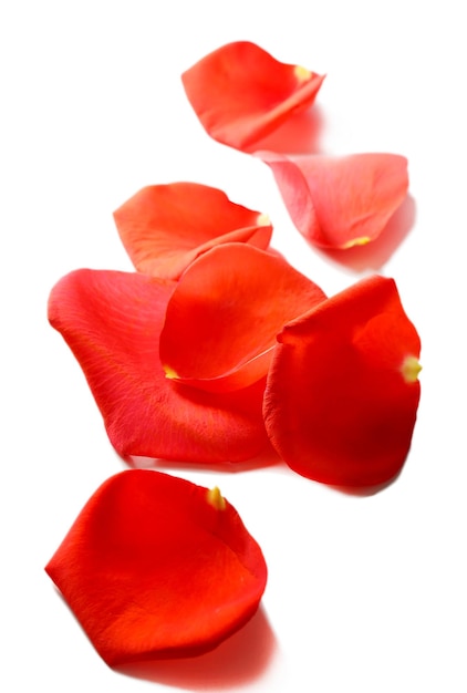 Beautiful red rose petals, isolated on white