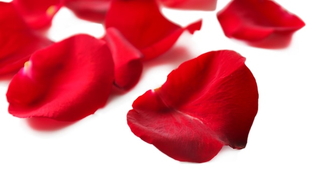Foto bellissimi petali di rosa rossa, isolati su bianco