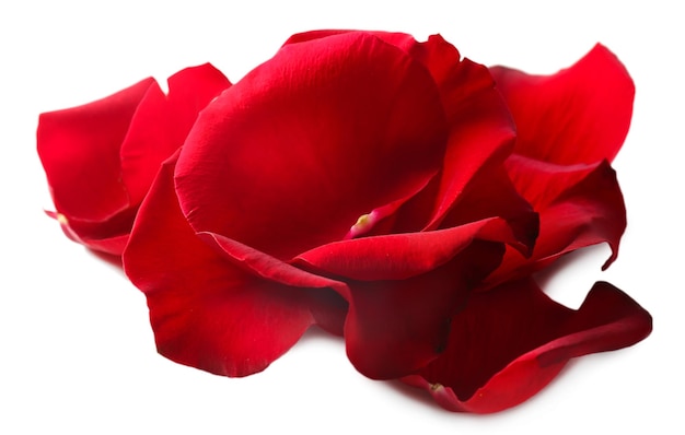 Beautiful red rose petals, isolated on white