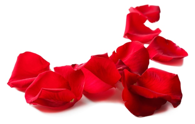 Beautiful red rose petals, isolated on white