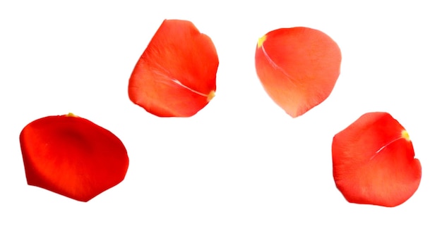 Beautiful red rose petals, isolated on white