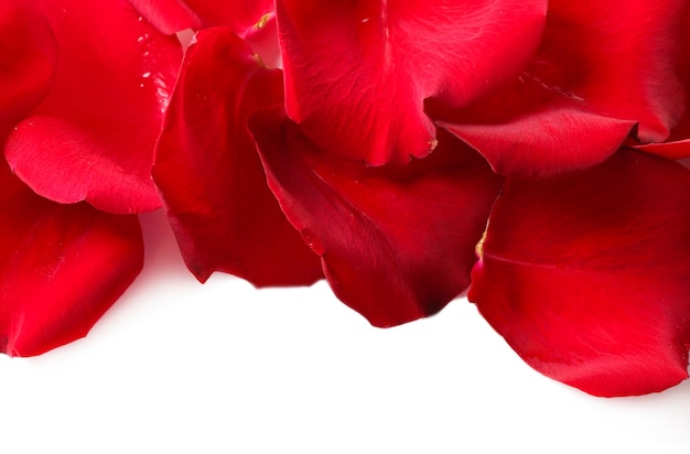 Beautiful red rose petals, on white