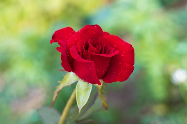 庭の日光の下で美しい赤いバラ
