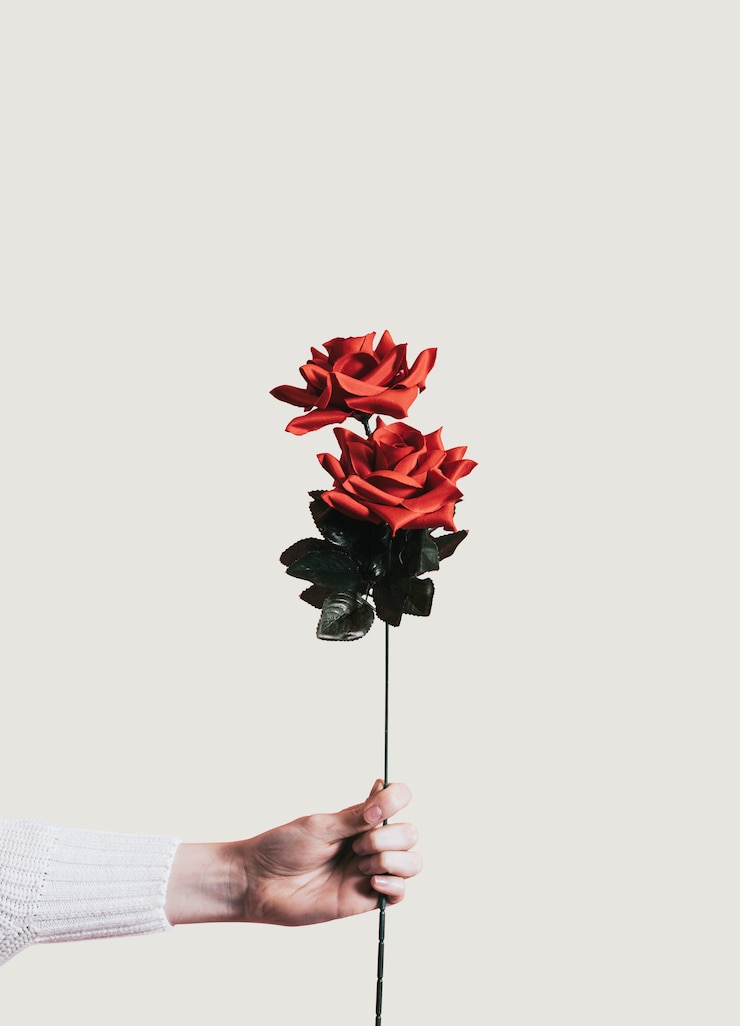 Photo beautiful red rose for valentines day
