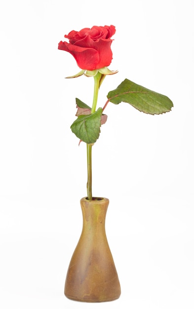 Beautiful red rose in vase