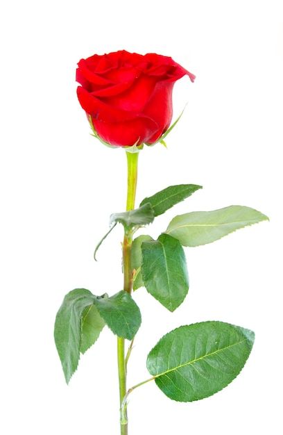 Beautiful red rose on a white background