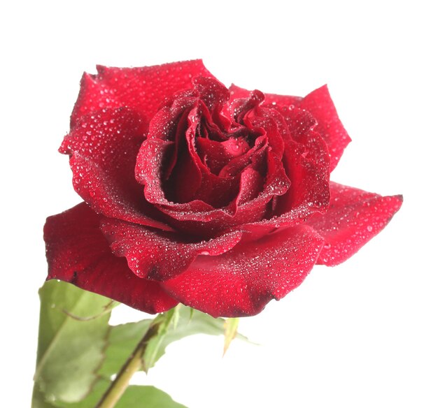 Beautiful red rose with drops isolated on white