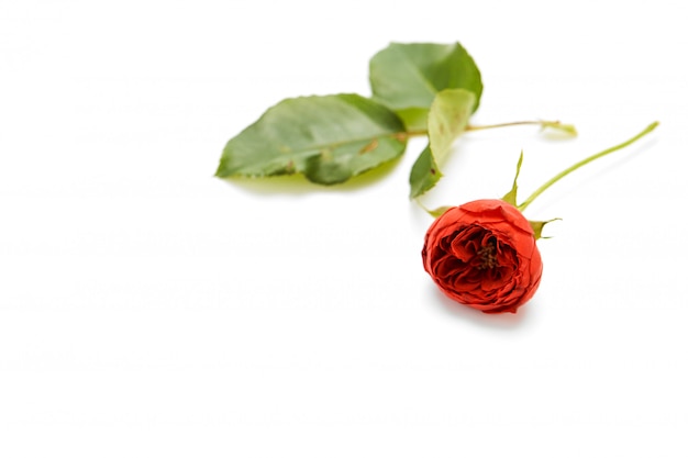 Красивая красная роза с листьями на белом