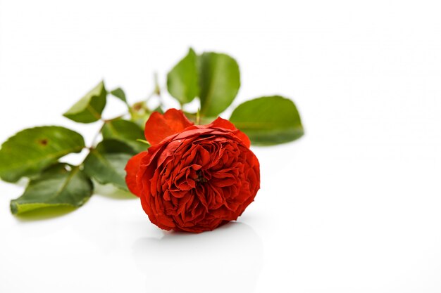 Beautiful red rose with leaves on white