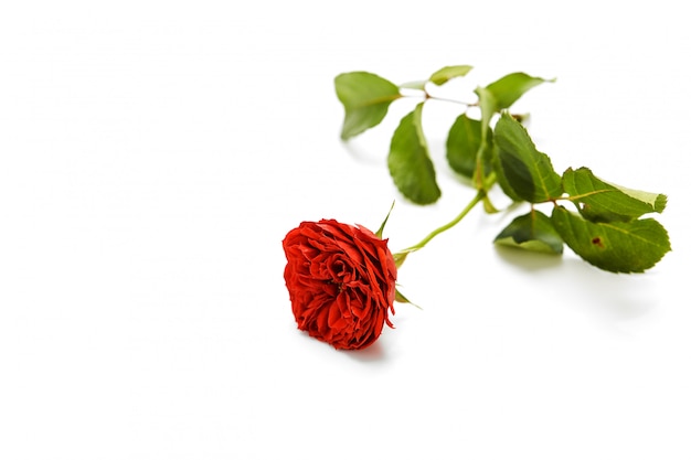 Beautiful red rose with leaves on white