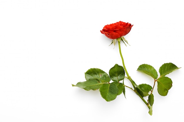 Beautiful red rose with leaves on white