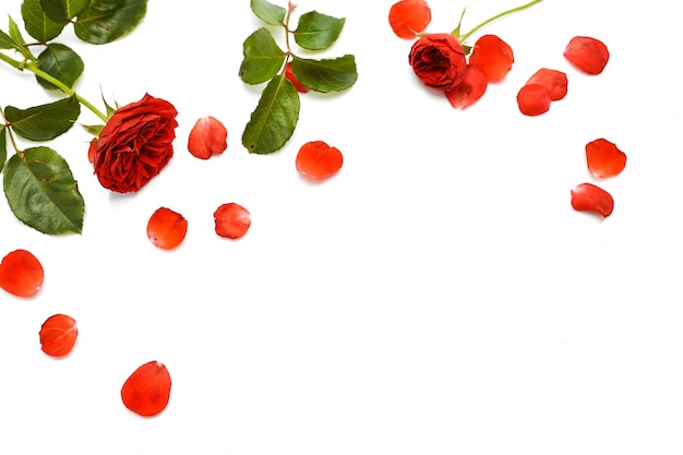 Beautiful red rose with leaves on white