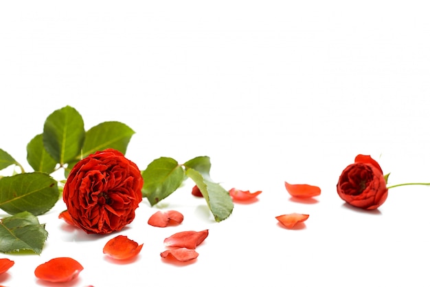 Beautiful red rose with leaves on white