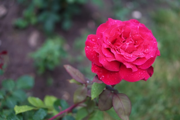 Beautiful red rose