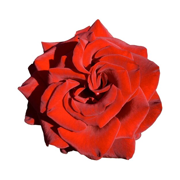 Bella rosa rossa