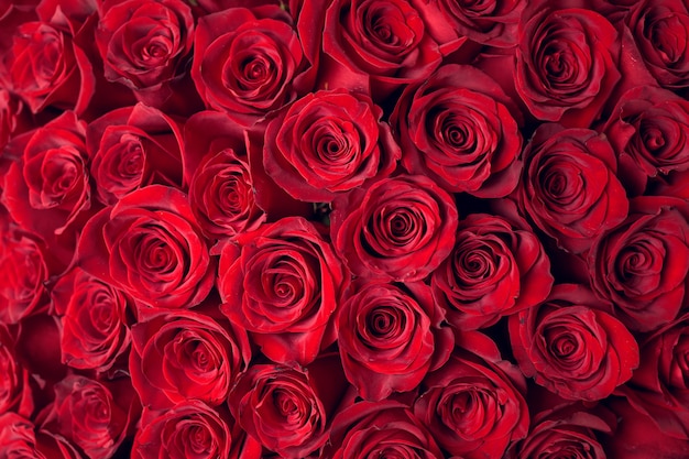 Bellissimo sfondo di rose rosse