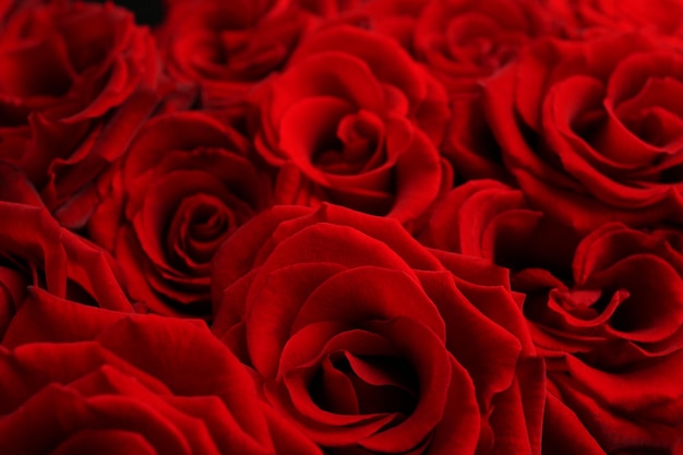 Beautiful red roses background