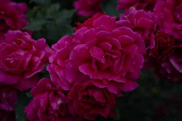 beautiful red roses in a blooming garden