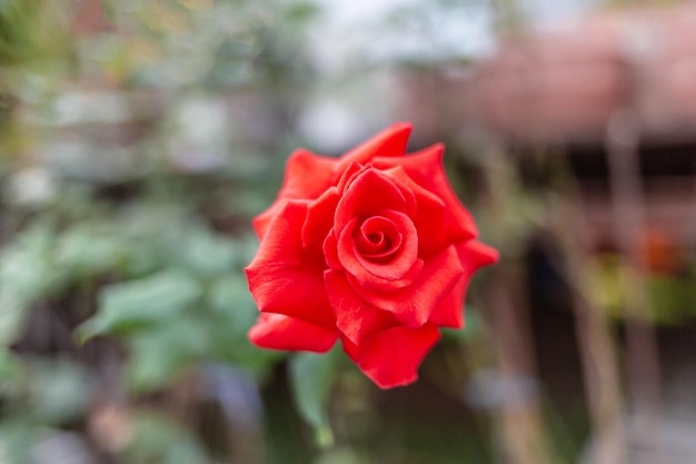 Belle rose rosse che fioriscono nel roseto